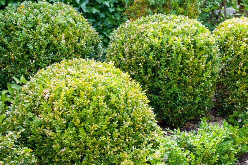 Healthy, Well-Trimmed Shrubs