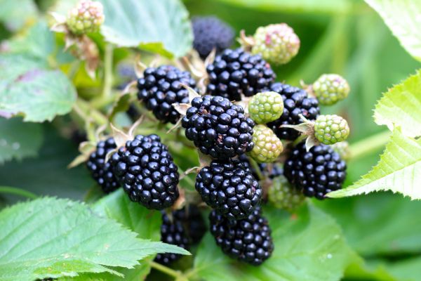 Blackberry Bush Removal in Berkeley
