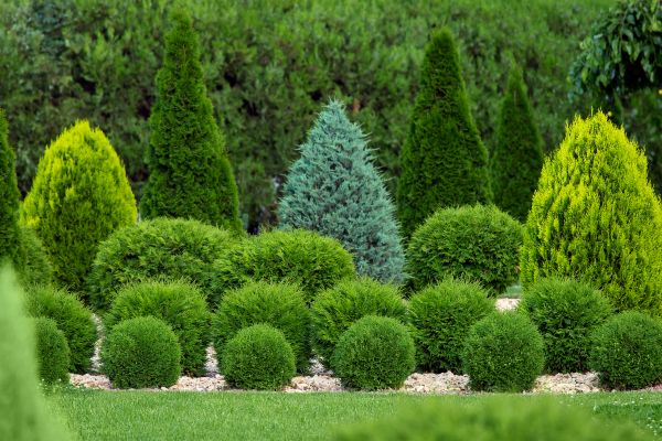 Cost of Bush Shaping Service in Berkeley