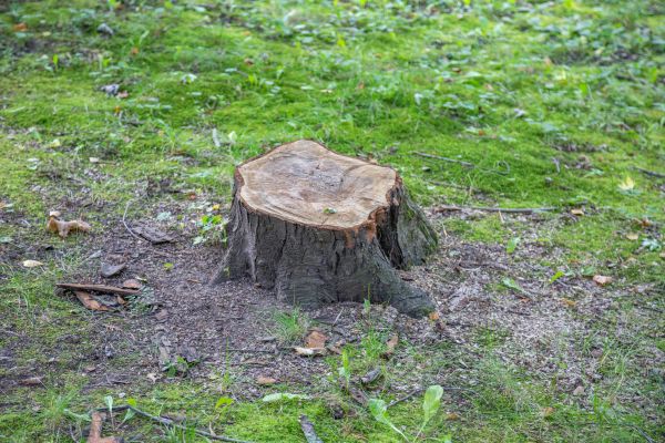 Bush Stump Removal in Berkeley