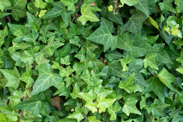 Cost of English Ivy Removal in Berkeley