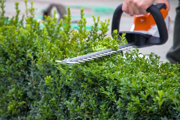 Hedge Pruning in Berkeley
