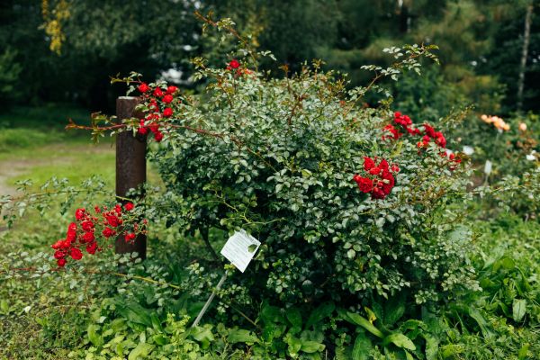 Cost of Rose Bush Removal in Berkeley