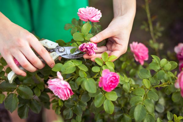 Cost of Rose Trimming in Berkeley