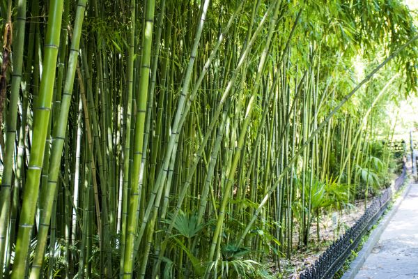 Cost of Bamboo Root Removal in Berkeley