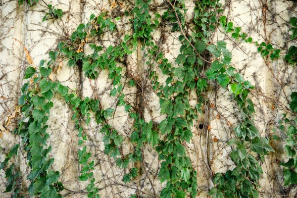 Cost of Vine Removal Service in Berkeley