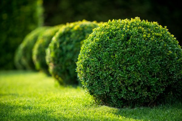 Cost of Bush Pruning in Berkeley