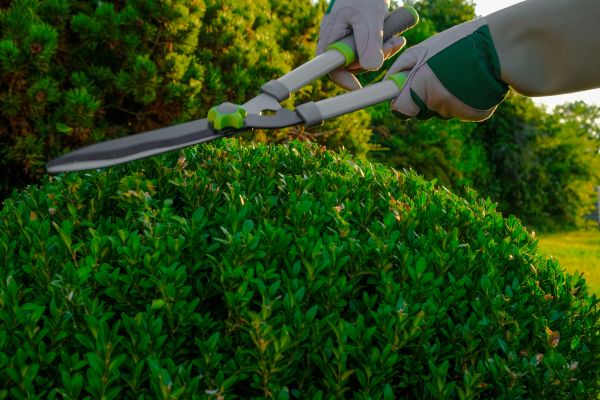 Cost of Topiary Shearing in Berkeley