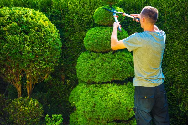 Cost of Topiary Shaping in Berkeley