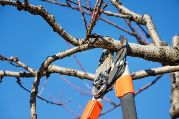 Cost of Selective Pruning in Berkeley