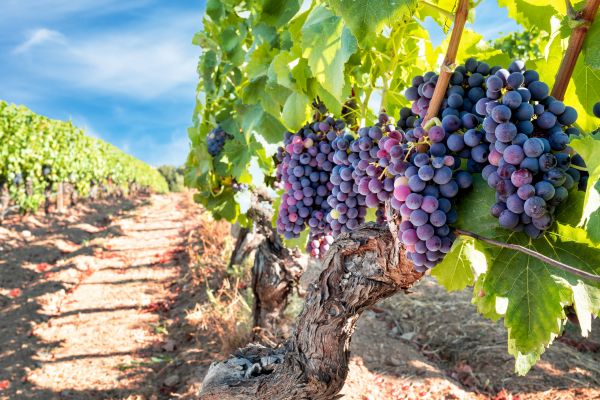 Cost of Grapevine Pruning in Berkeley