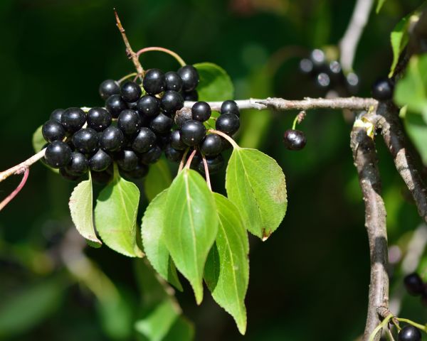 Cost of Buckthorn Removal in Berkeley