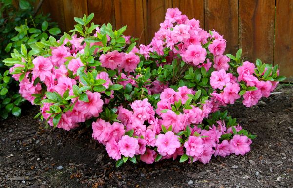 Cost of Azaleas Removal in Berkeley