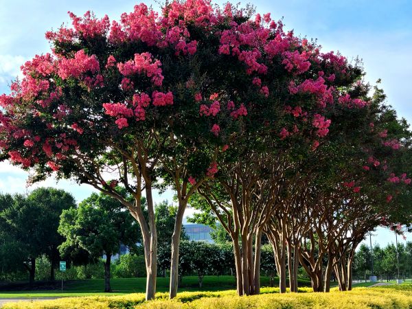 Cost of Crepe Myrtle Pruning in Berkeley