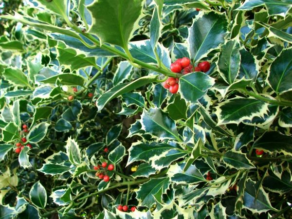 Cost of Holly Bushes Trimming in Berkeley