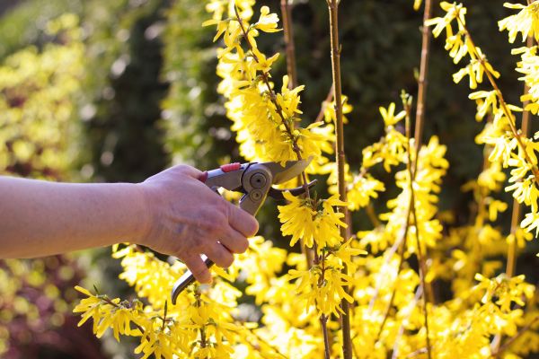 Forsythia Pruning in Berkeley