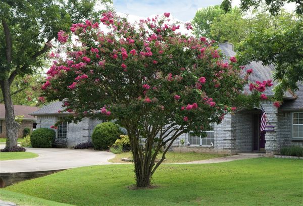 Crepe Myrtle Trimming in Berkeley
