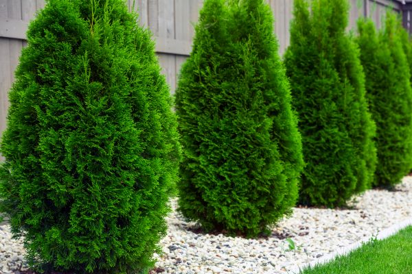 Cost of Arborvitae Removal in Berkeley