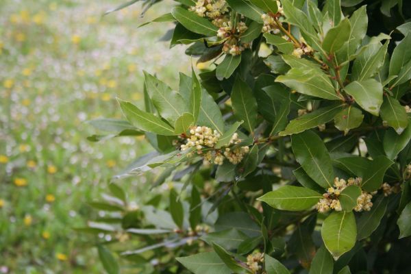 Cost of Laurel Trimming in Berkeley