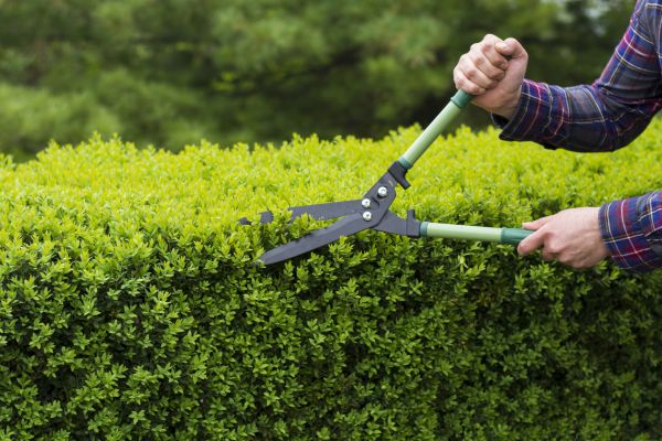 Cost of Evergreen Shrub Pruning in Berkeley