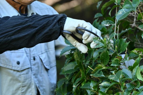 Holly Pruning in Berkeley