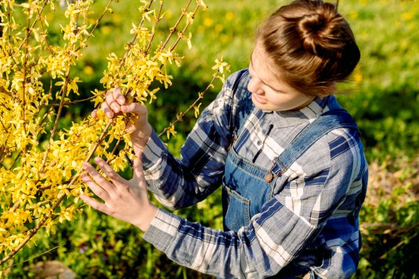 Cost of Forsythia Trimming in Berkeley