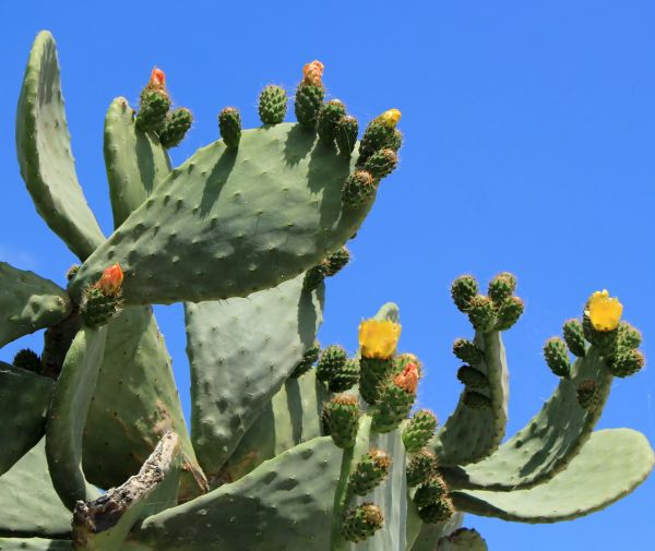 Cost of Cactus Removal in Berkeley