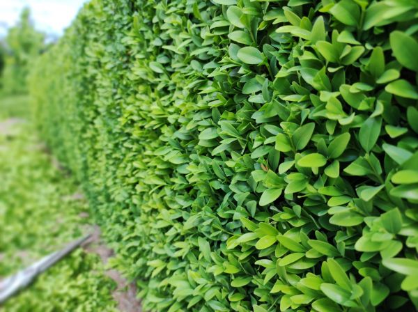Cost of Boxwood Pruning in Berkeley