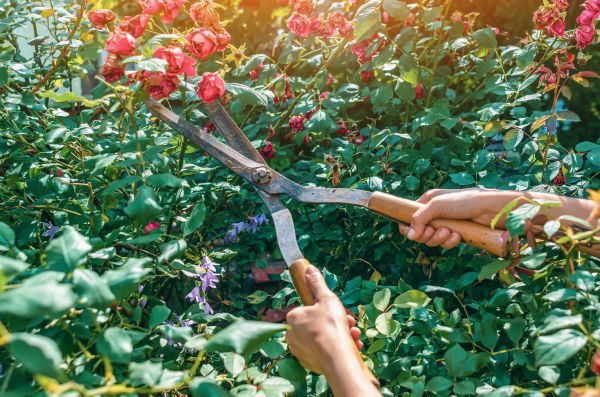 Knockout Roses Pruning in Berkeley