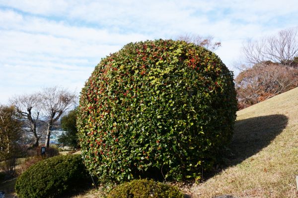 Cost of Holly Shrub Pruning in Berkeley