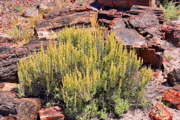 Cost of Sagebrush Removal in Berkeley