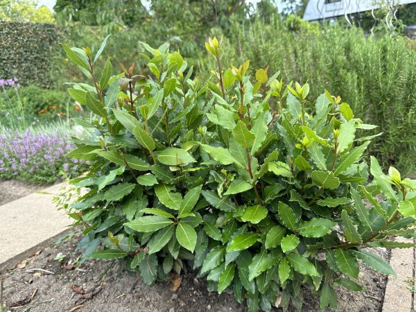 Cost of Laurel Hedge Trimming in Berkeley