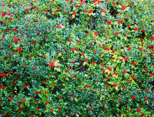 Cost of Holly Bush Removal in Berkeley