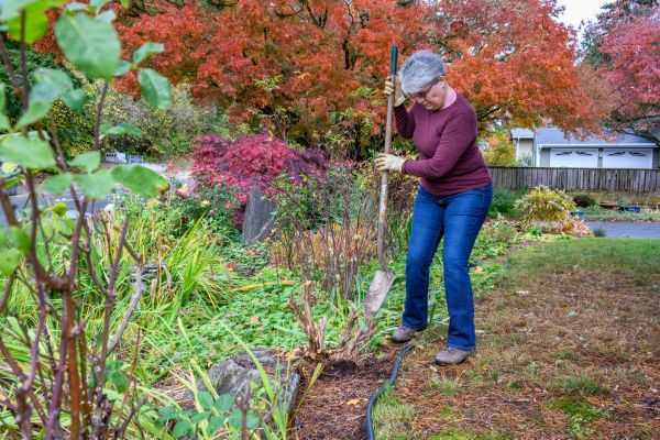 Cost of Dead Bush Removal in Berkeley