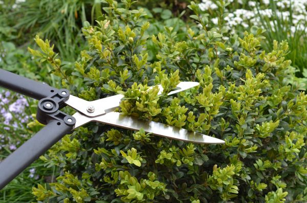 Cost of Boxwood Trimming in Berkeley