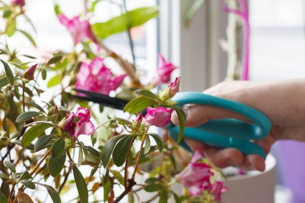 Azalea Pruning in Berkeley