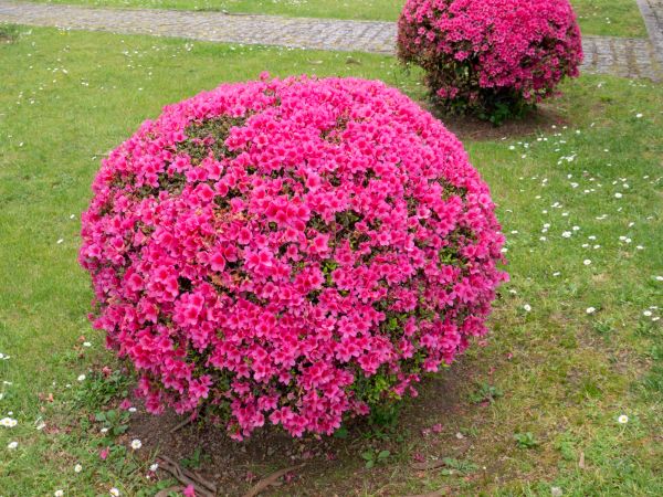 Cost of Rhododendron Pruning in Berkeley