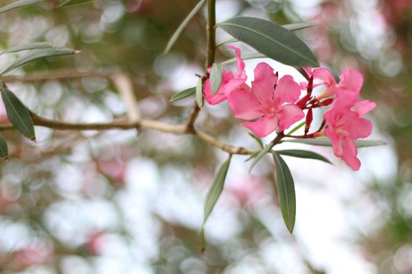 Cost of Oleander Removal in Berkeley