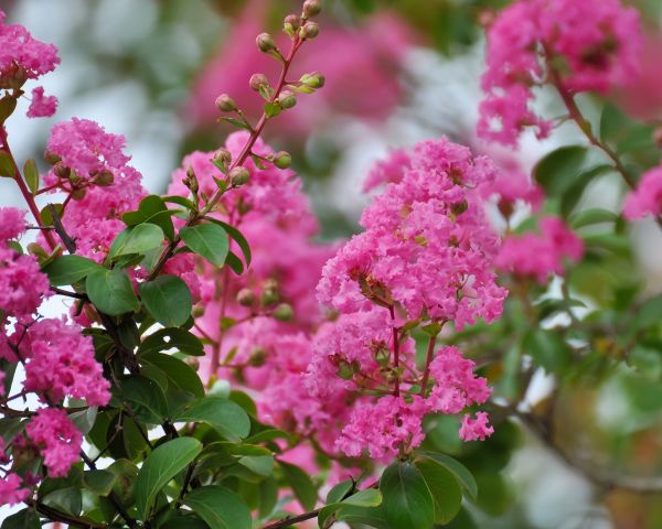 Cost of Crepe Myrtle Removal in Berkeley