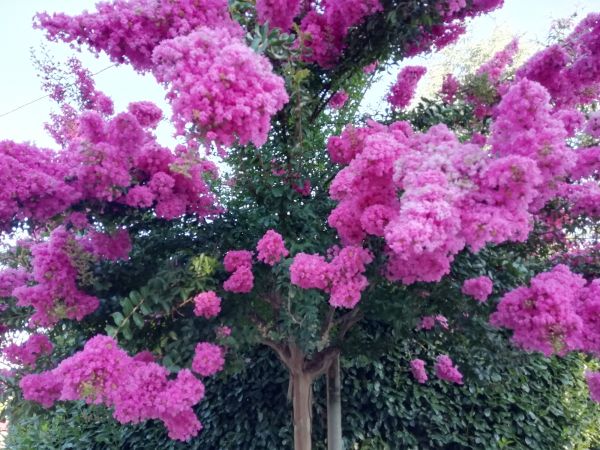 Cost of Crape Myrtle Pruning in Berkeley