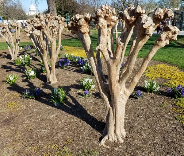 Cost of Myrtle Tree Removal in Berkeley