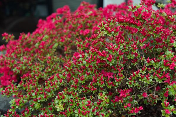 Cost of Weigela Removal Service in Berkeley