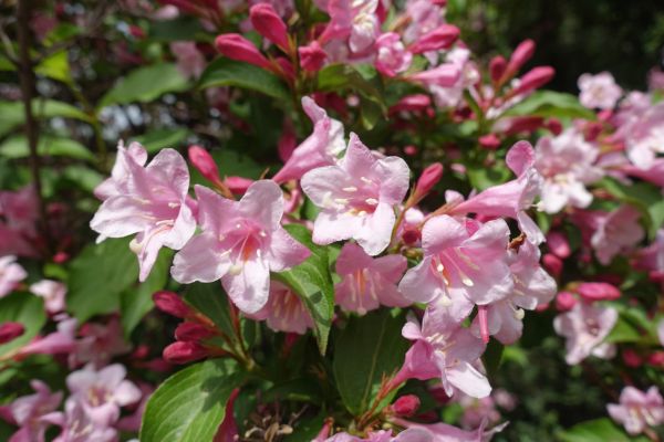 Cost of Weigela Pruning Service in Berkeley