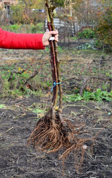 Cost of Shrub Root Removal in Berkeley