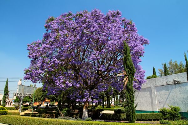 Cost of Jacaranda Pruning in Berkeley