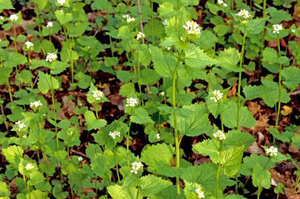 Cost of Garlic Mustard Removal in Berkeley