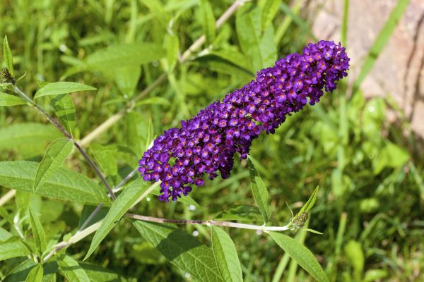 Butterfly Bush Pruning in Berkeley