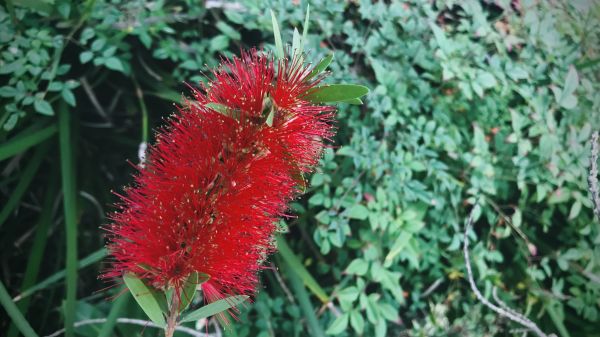 Cost of Bottlebrush Pruning in Berkeley