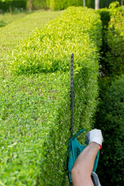 Hedge Trimming in Berkeley